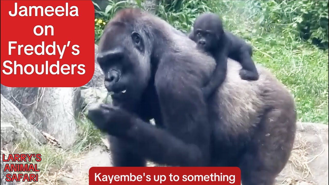 Малышка гориллы — Джамила №18 и ее братья и сестры #gorillas