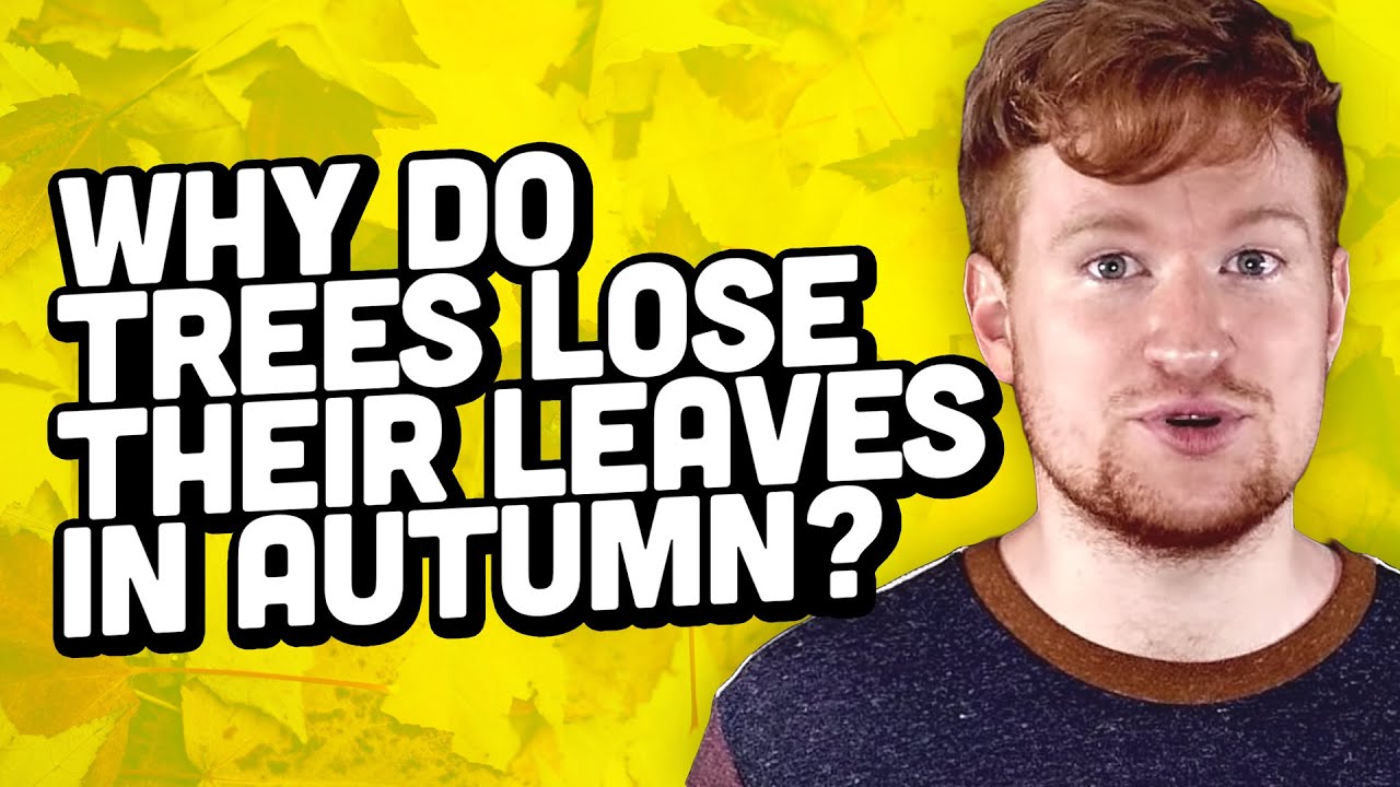 Why Do Trees Lose Their Leaves In Autumn?