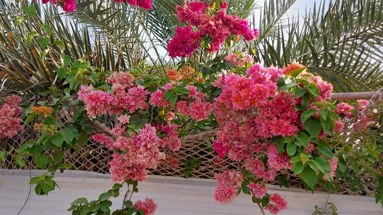 جهنمية فول قطمر والجهنمية العادية مع اهم المعلومات , Bougainvillea