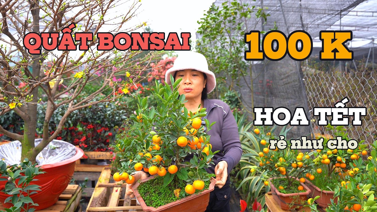 QUẤT BONSAI 100K - Các loại HOA ĐẸP chơi tết BÍNH NGỌ