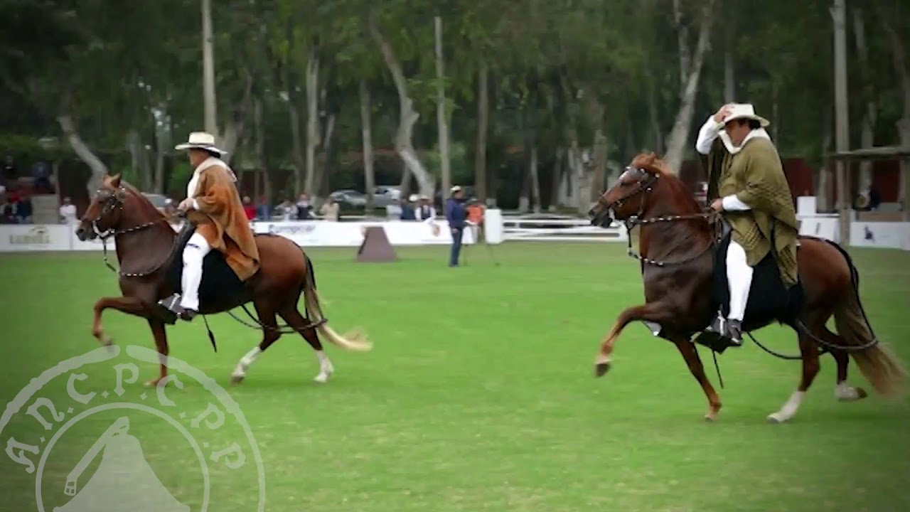 CAMPEÓN Y RESERVA DE CAMPEÓN DEL AÑO MACHO - AMANCAES 2019 [ANCPCPP]