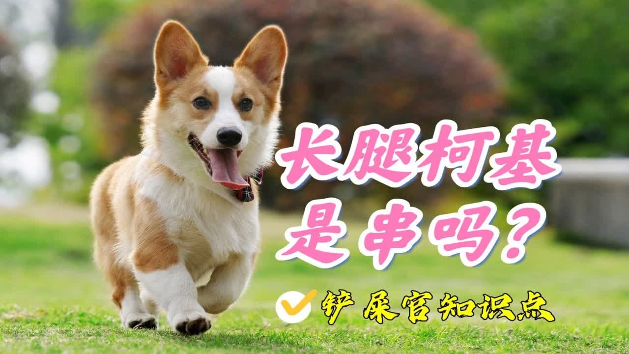 长腿柯基都是串？