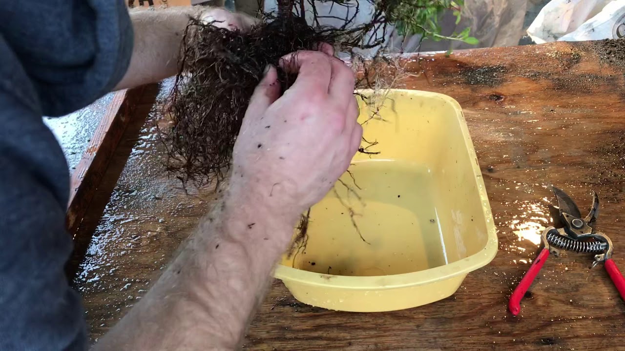 Ep 5: I turned a $25 shrub from Home Depot into 1 Bonsai + 10 minis