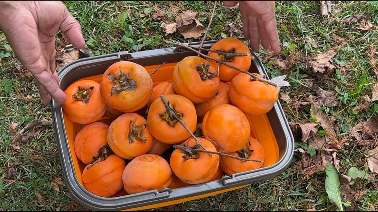 ASIAN PERSIMMON HARVEST let’s taste the RARE TAM O PAN persimmon tree.
