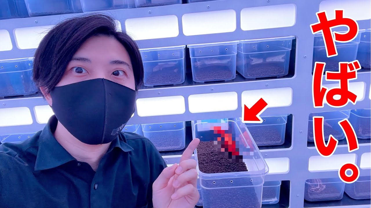 【初公開】こんな「赤い」レオパが存在するだと...!?