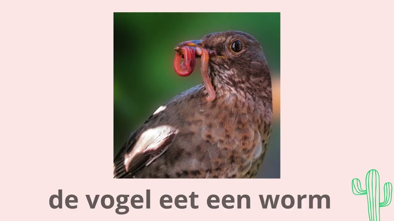 NT2 - Nederlands leren - Learning Dutch: Vogels
