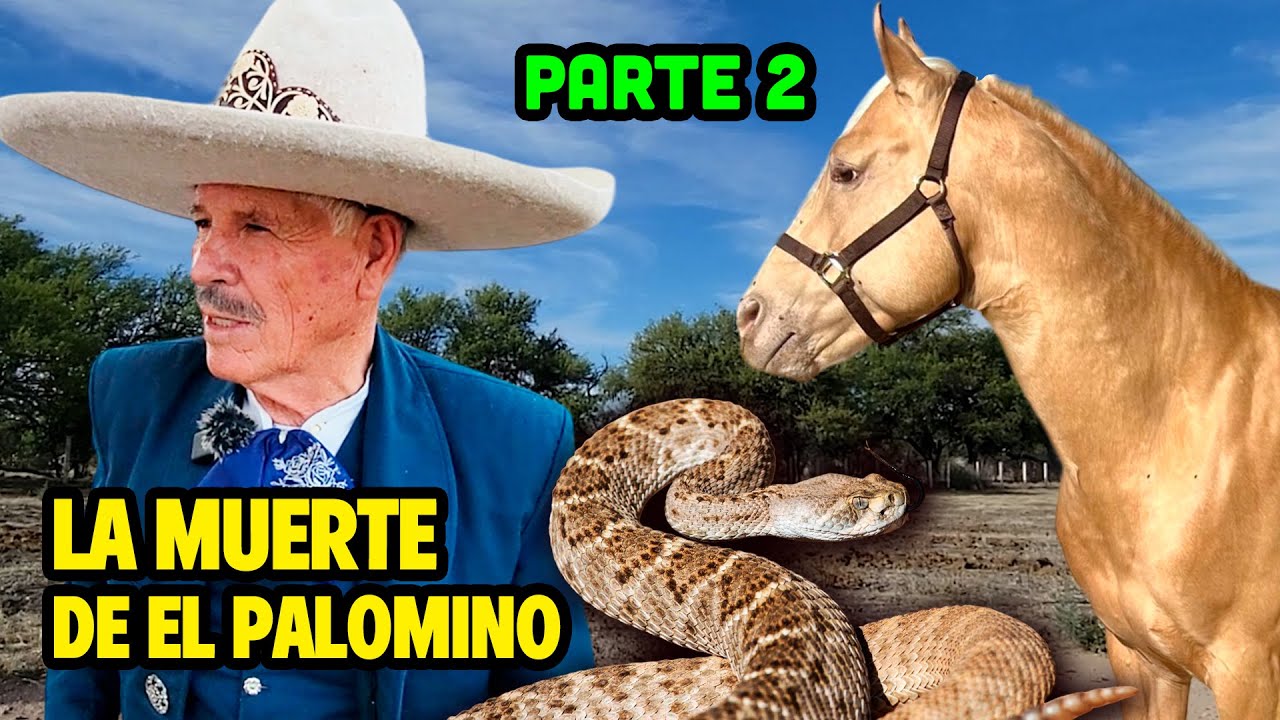 VIDA y MUERTE de EL PALOMINO, el CABALLO DEL CORRIDO