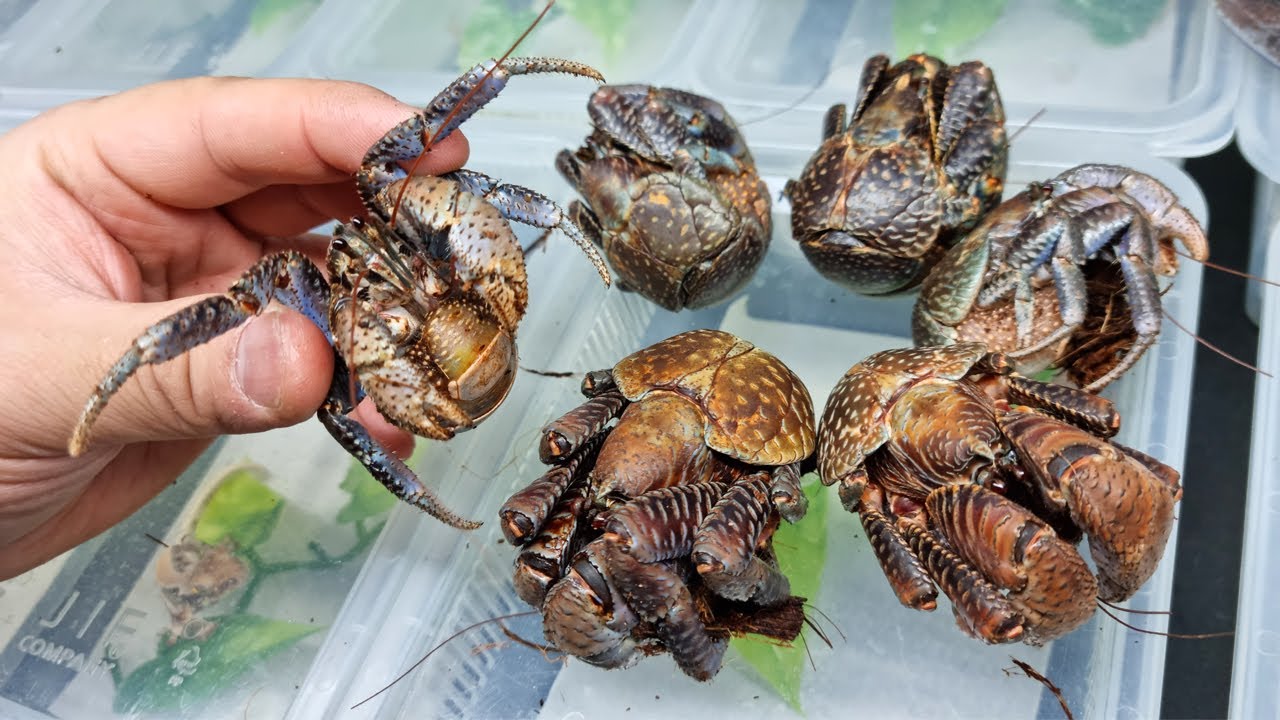 코코넛크랩을 키워보자!
