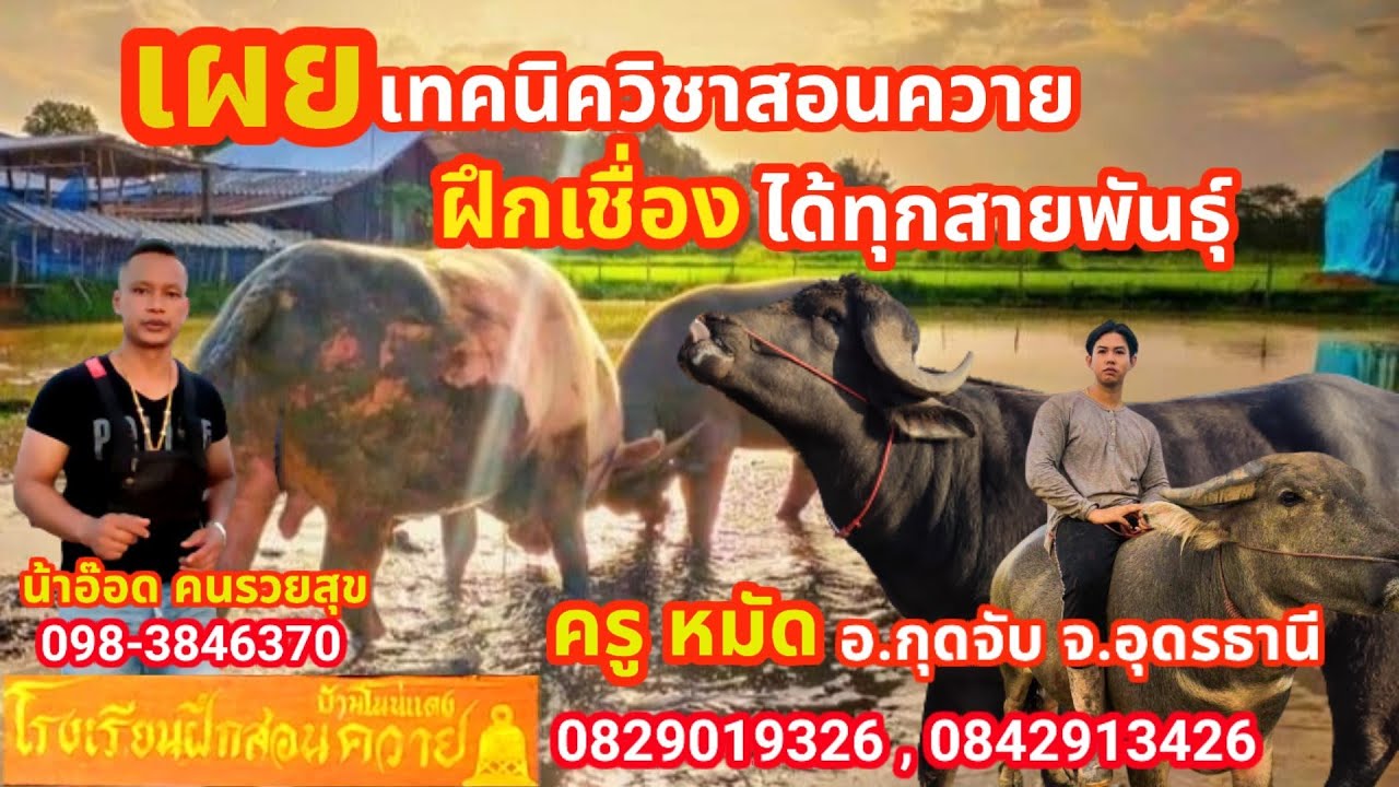 วิธีฝึกควายง่ายๆทำได้เองสอนควายให้เชื่องได้ทุกสายพันธุ์แนะนำฟรีจากครูหมัดอุดรธานี