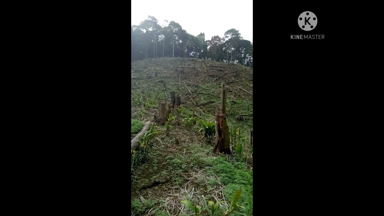 Cardamom garden