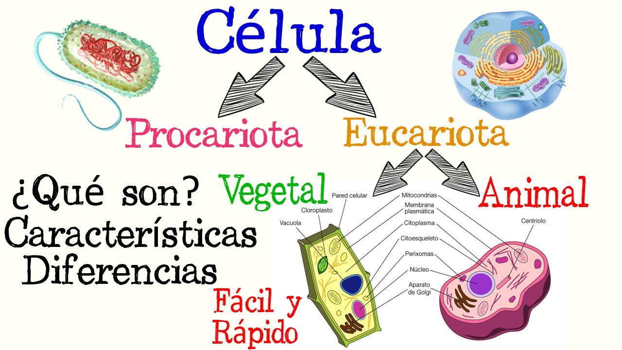 🌐C&eacute;lulas Procariotas y Eucariotas🌿🐱  | [F&aacute;cil y R&aacute;pido] | BIOLOG&Iacute;A |