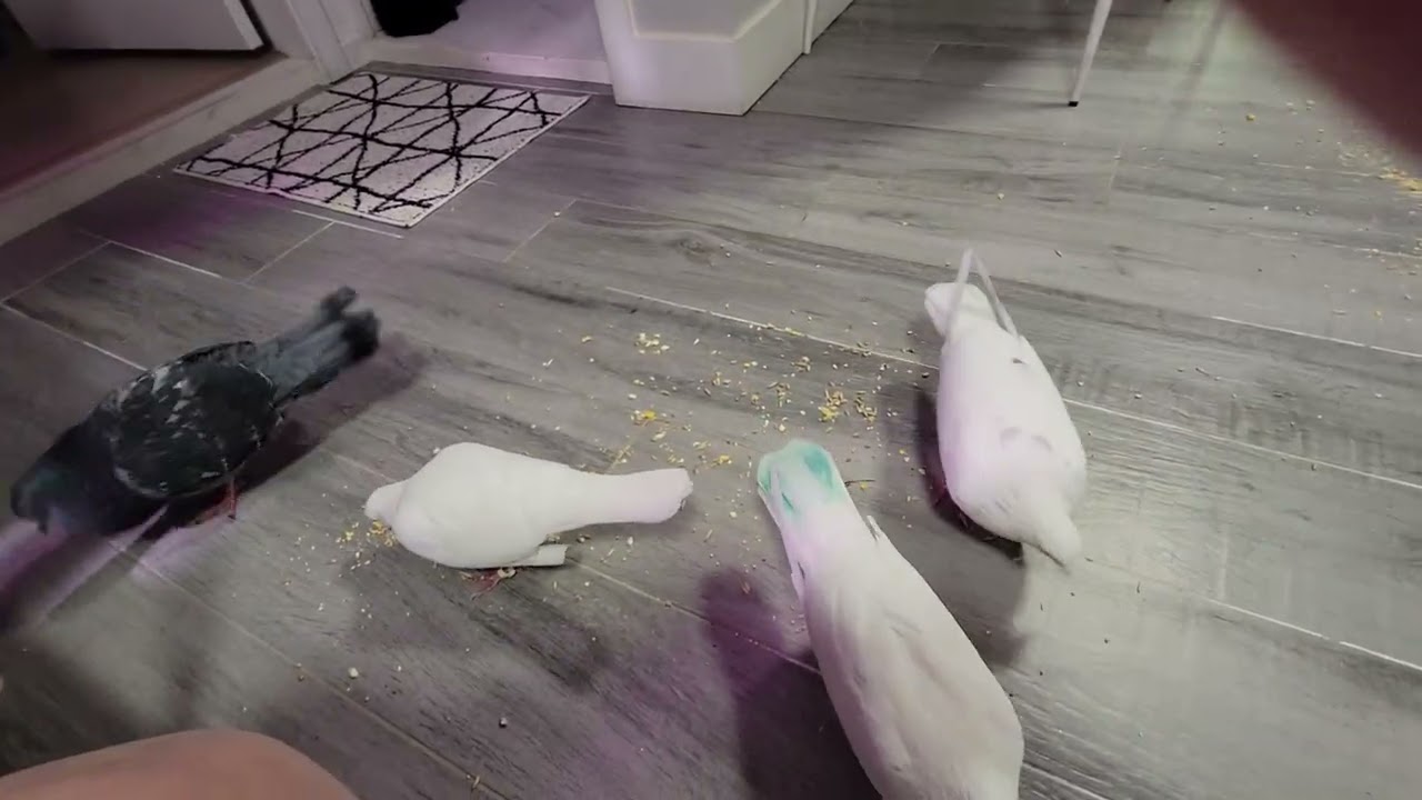 Pakain ng Ibon sa loob ng bahay