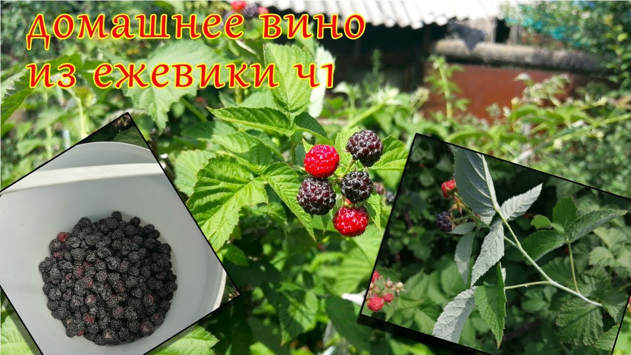 самодельное ежевичное вино своими руками  ч1