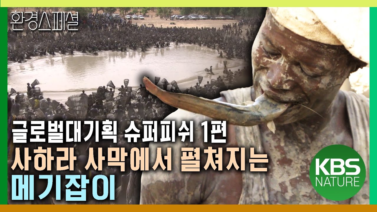 지중해, 사막, 알래스카에서 벌어지는 인간과 물고기의 대결 [글로벌대기획 슈퍼피쉬_1편 10만년의 여정] / KBS 20120818 방송