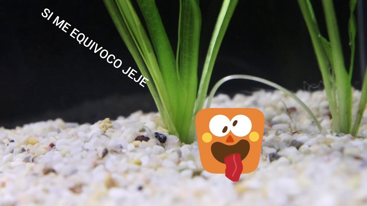¿Se puede usar Tierra común en acuarios plantados? AquaSeb