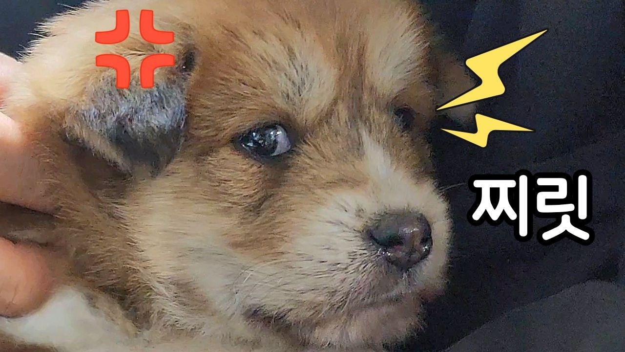 아리 뜨리 임시보호 시작합니다