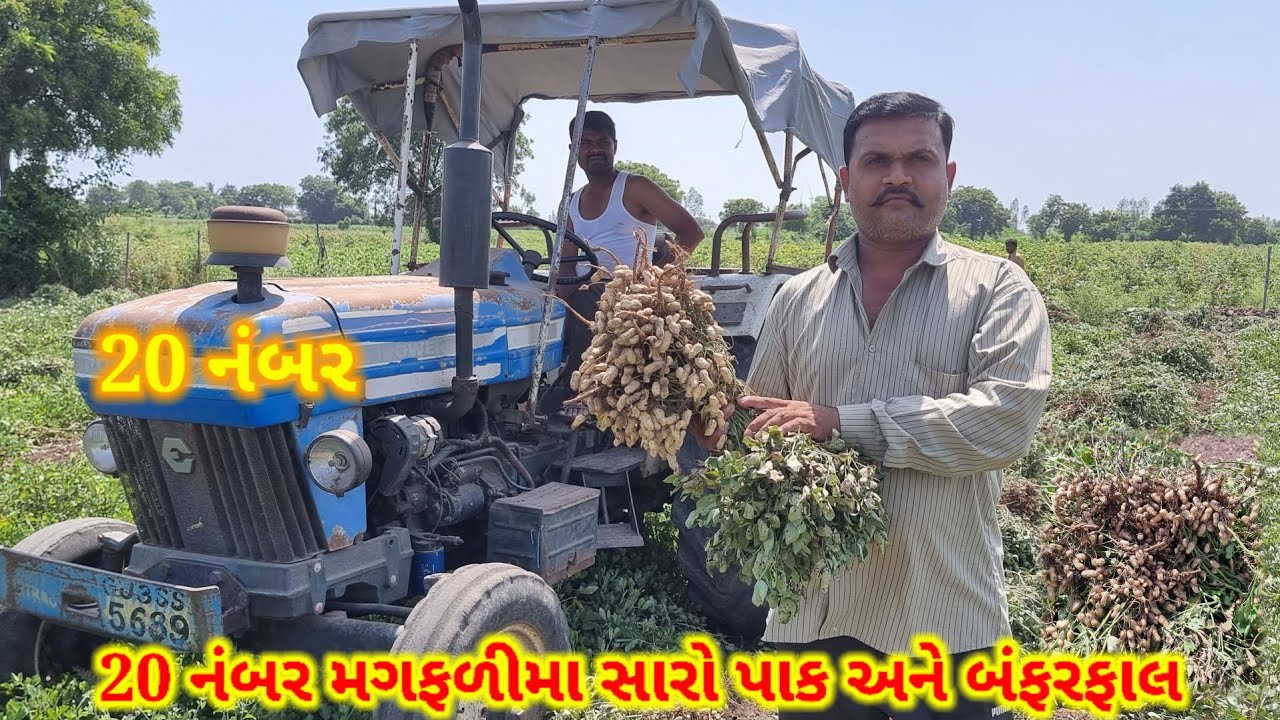 20 નંબર મગફળીમા સારો પાક અને બંફરફાલ //મગફળી કાઢવાની રાપ//