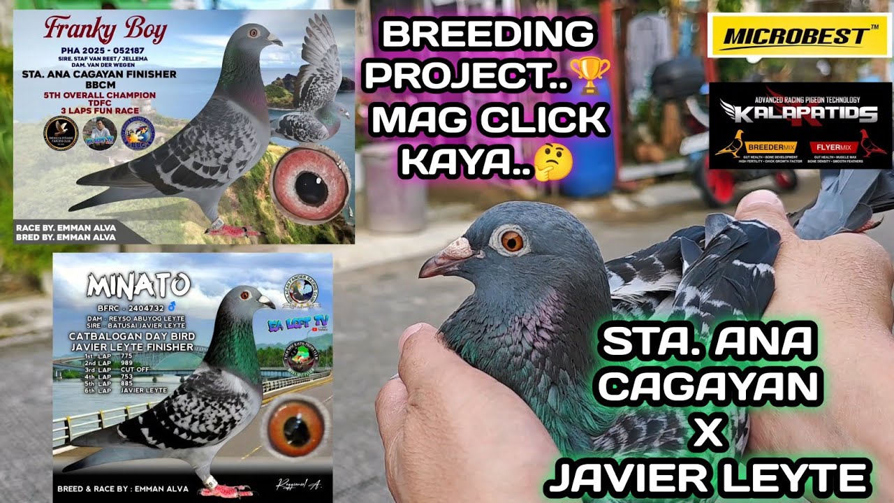 STA. ANA CAGAYAN FINISHER  X  JAVIER LEYTE FINISHER..🏆 BREEDING PROJECT MAG CLICK KAYA..🤔