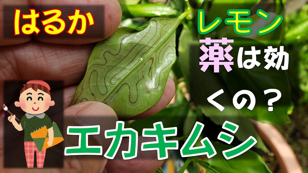 果樹栽培：柑橘鉢植え「はるか」「レモン」・・・エカキムシ対策をしました