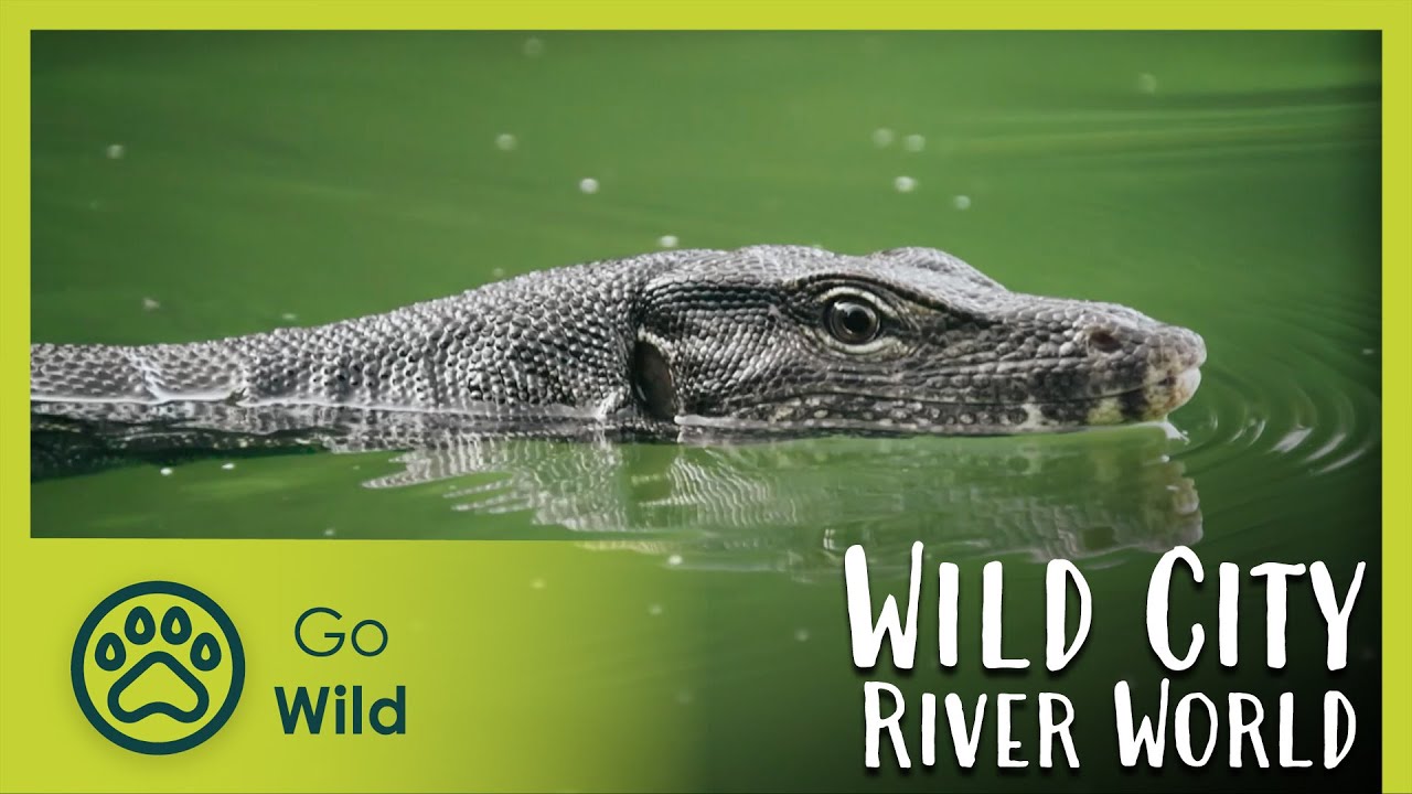 River World - Wild City 6/6 | Go Wild