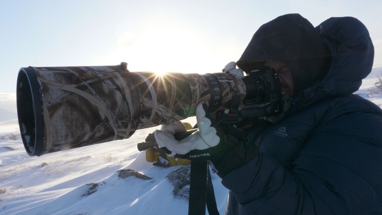 WILDLIFE PHOTOGRAPHY // NIKON Z9 // PERFECT weather for muskoxen