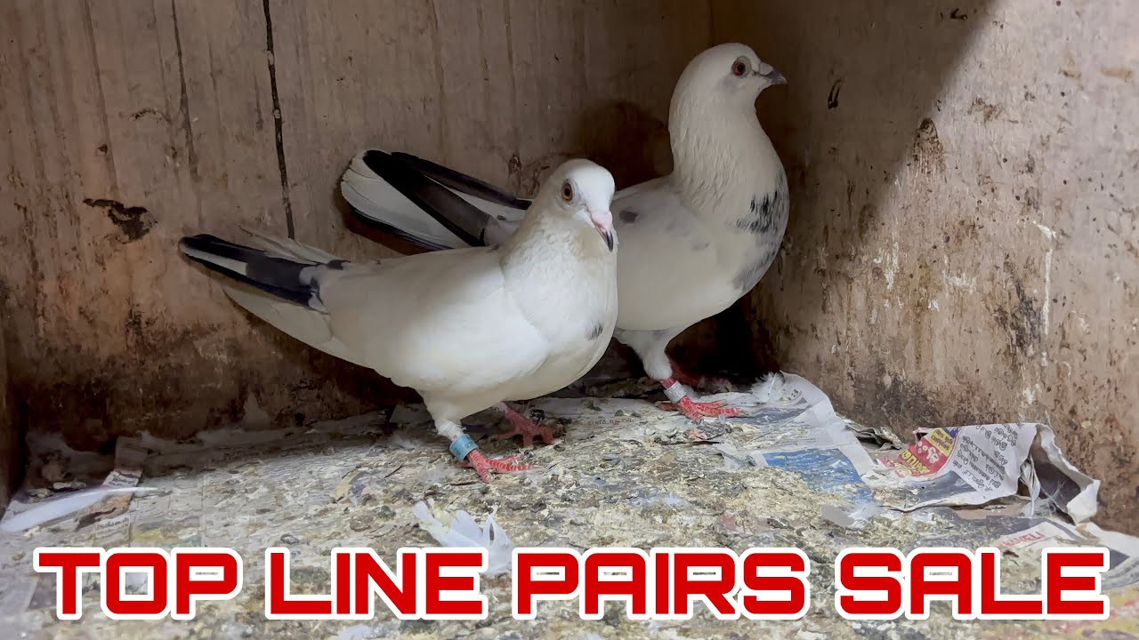 TOP RESULTED PAIRS SALE | 6374370483 | pakka gaurenty pairs sale | #pigeonsale #pigeon 