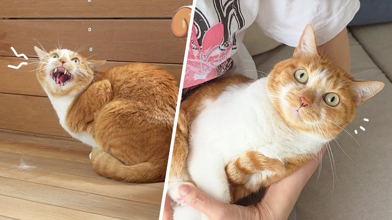 길고양이 나나가 드디어 저에게 마음을 열었어요