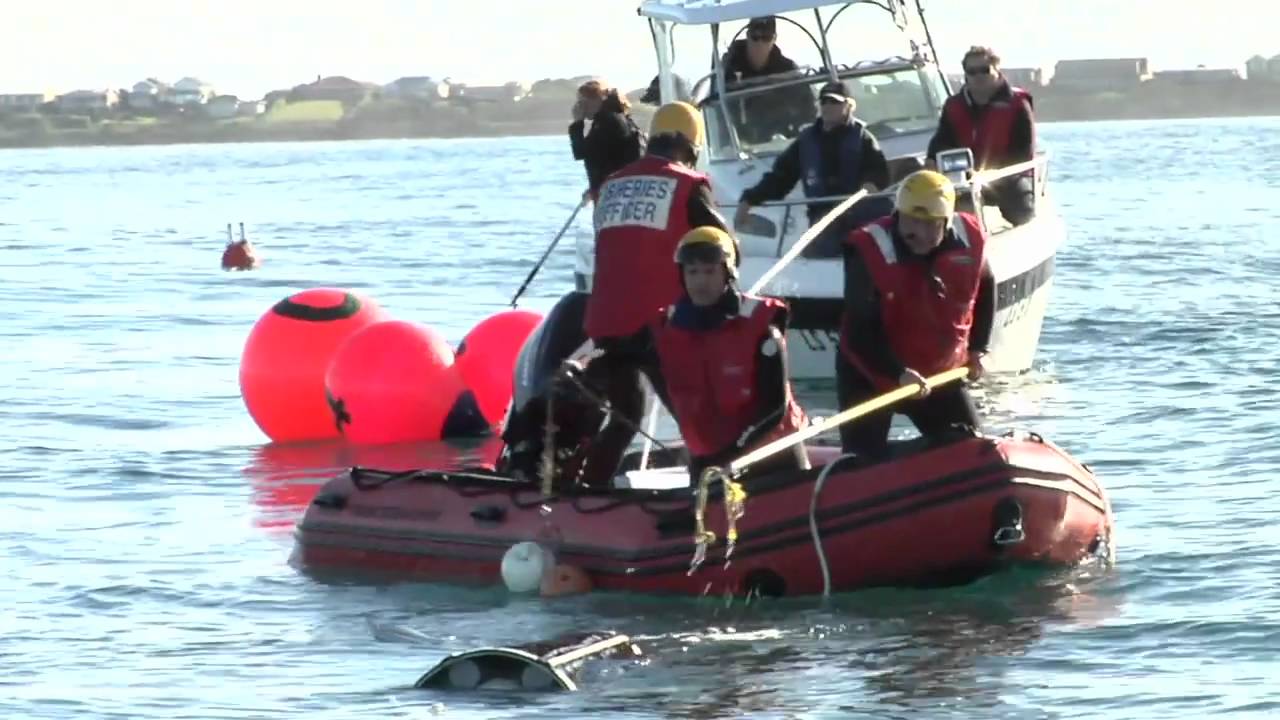 Whale Disentanglement Training