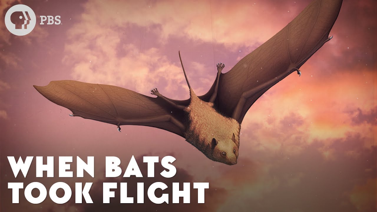 When Bats Took Flight