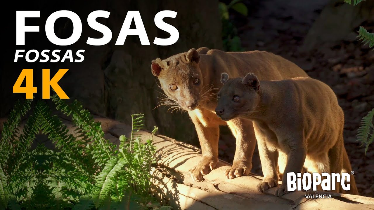 Fosas (Cryptoprocta ferox) en la isla de Madagascar de BIOPARC Valencia (4K)