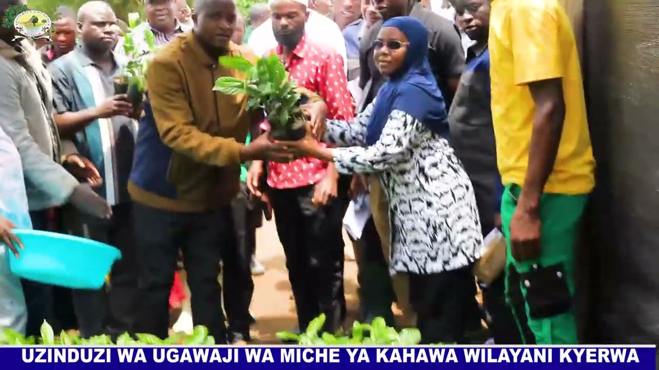 UZINDUZI WA UGAWAJI WA MICHE YA KAHAWA WILAYANI KYERWA