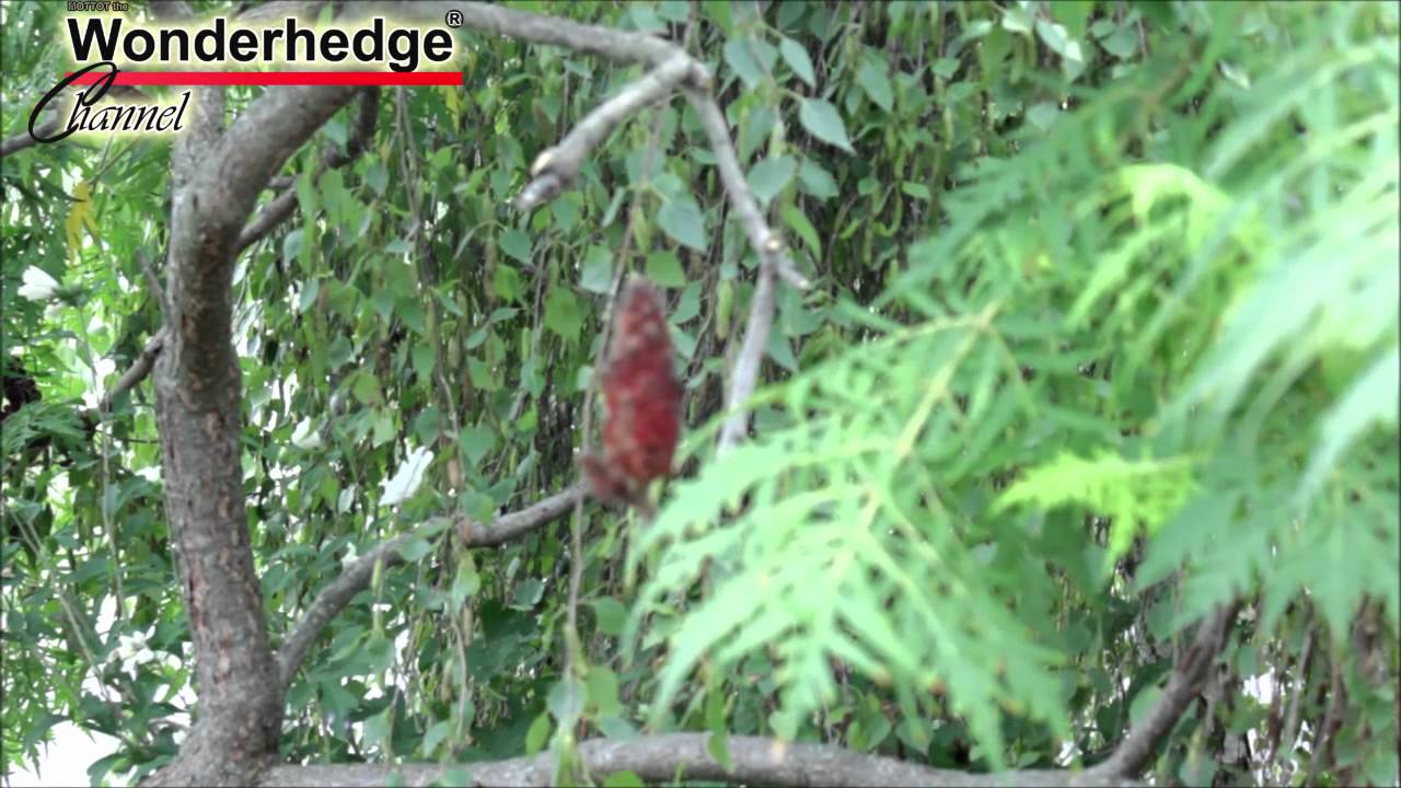Ecetfa metsz&eacute;se
