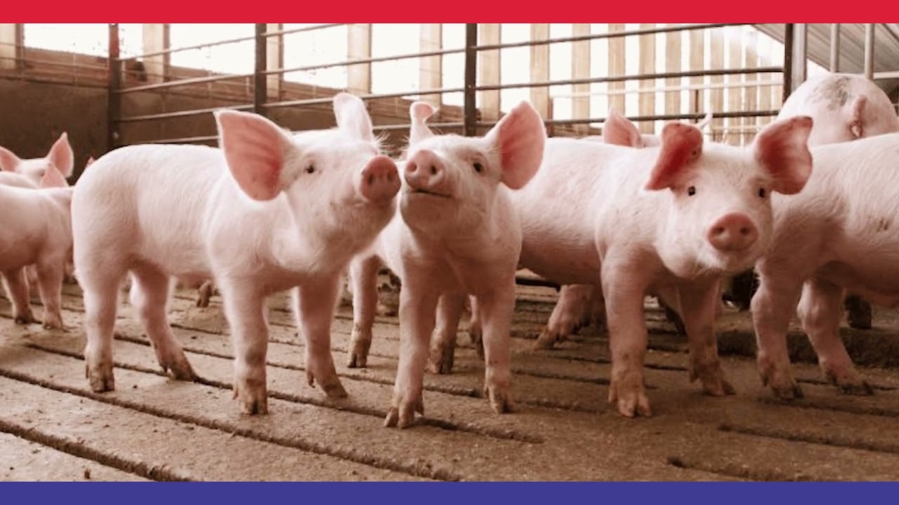 Piggy Bloom Feeding Guide