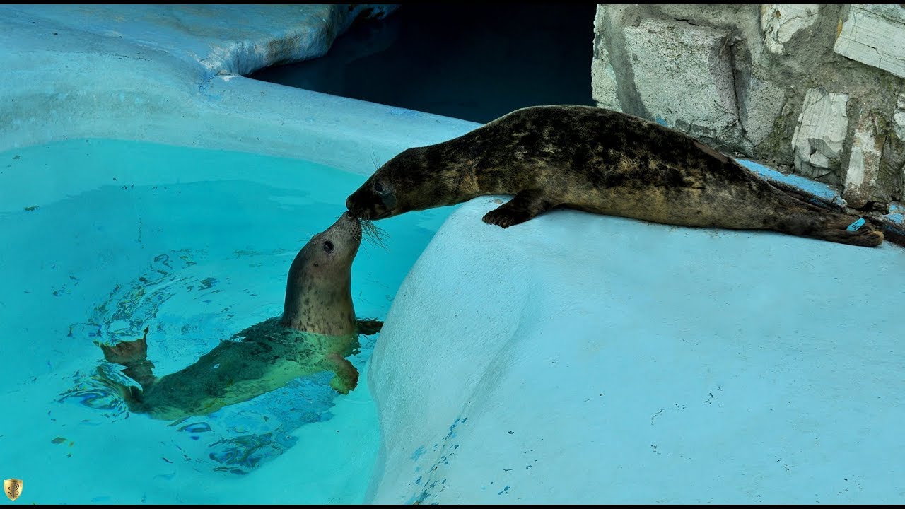 Beo Zoo Vrt dobio sive foke - Halichoerus grypus