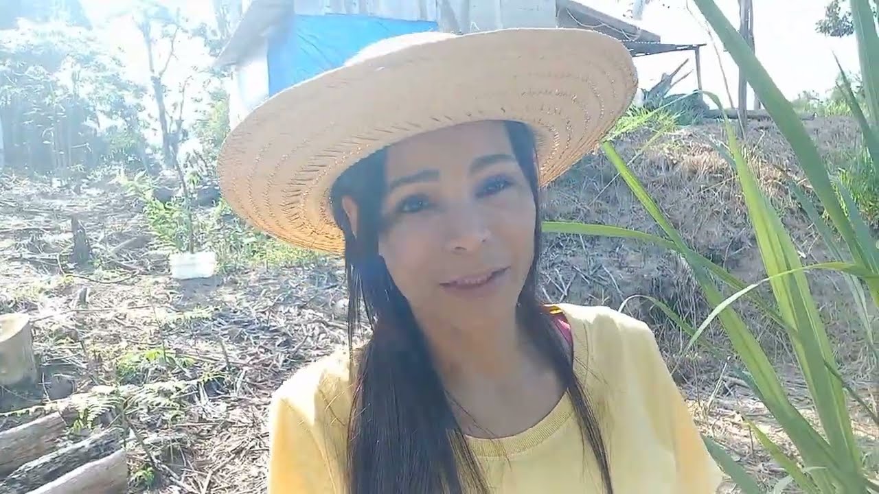Mudas de jaboticaba por estaquia , deu certo ? 