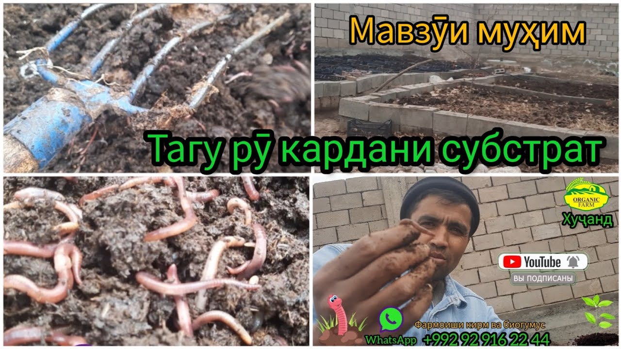 Фоидаи тагу рӯ кардани субстрат. Биогумус Тоҷикистон Хуҷан. Кирми сурхи Калифорния.