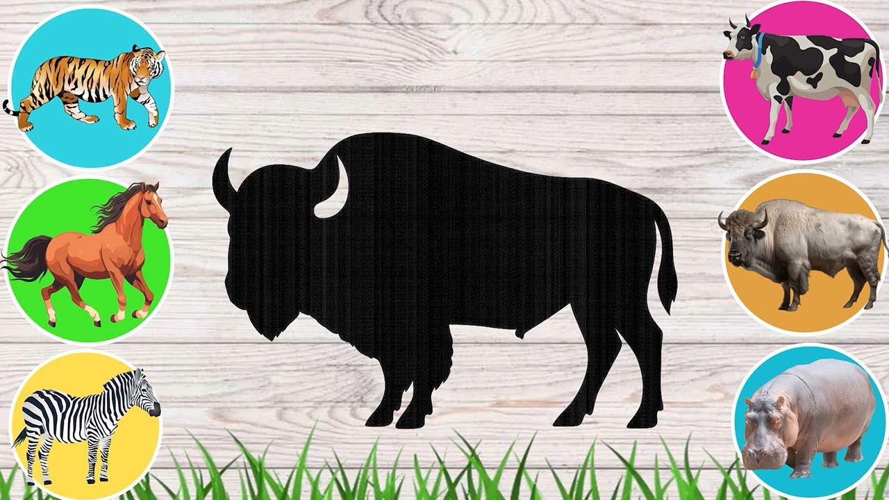 CUTE ANIMALS Tiger, Horse, Zebra, Cow, Buffalo, Hippopotamus 호랑이 제브라, 카우, 부팔로, 히포포타무스