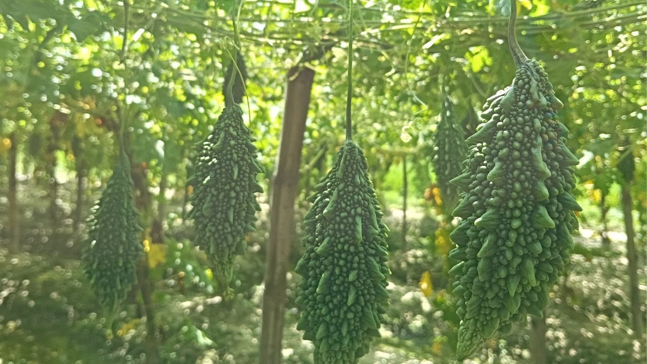 F1 হাইব্রিড মাঝারি করলা 