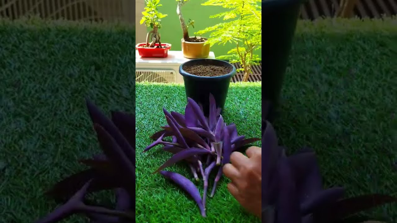 How to grow purple Heart from cutting | परपल हार्ट