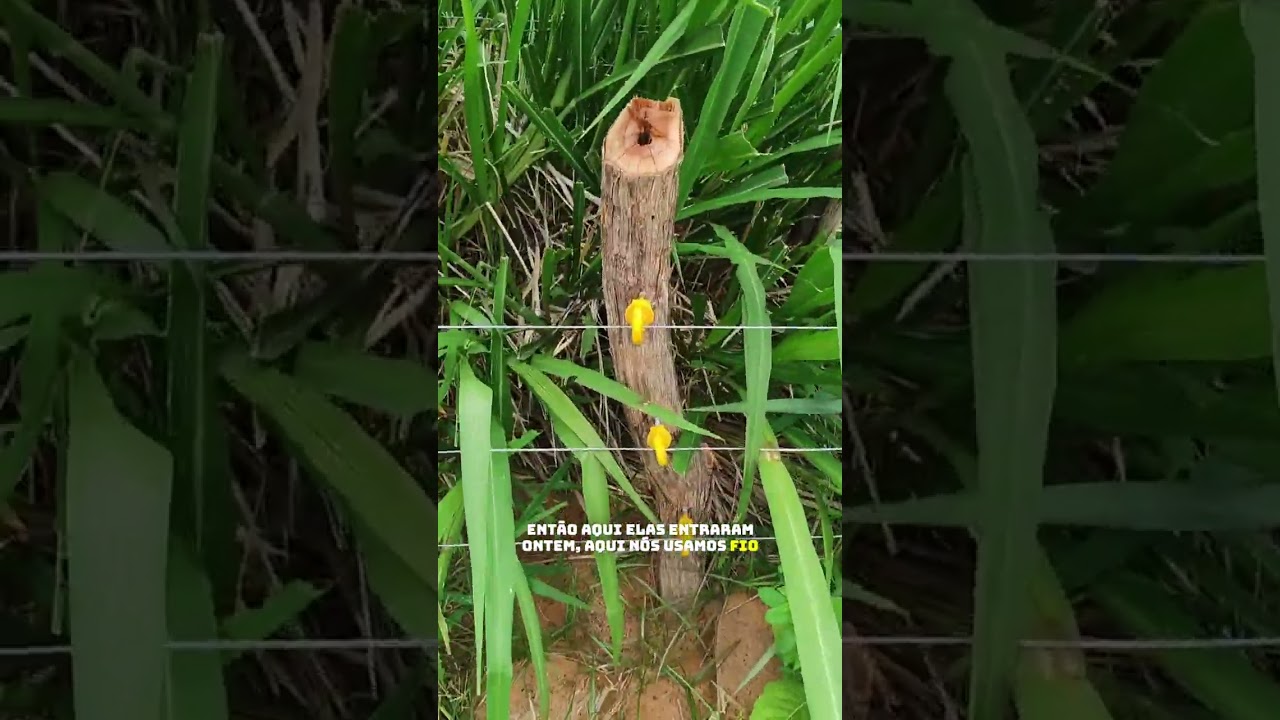 Pastoreio de Palma Orelha de Elefante Mexicana realizada por Ovinos. Sítio Cedro,  Brejo Santo-CE.