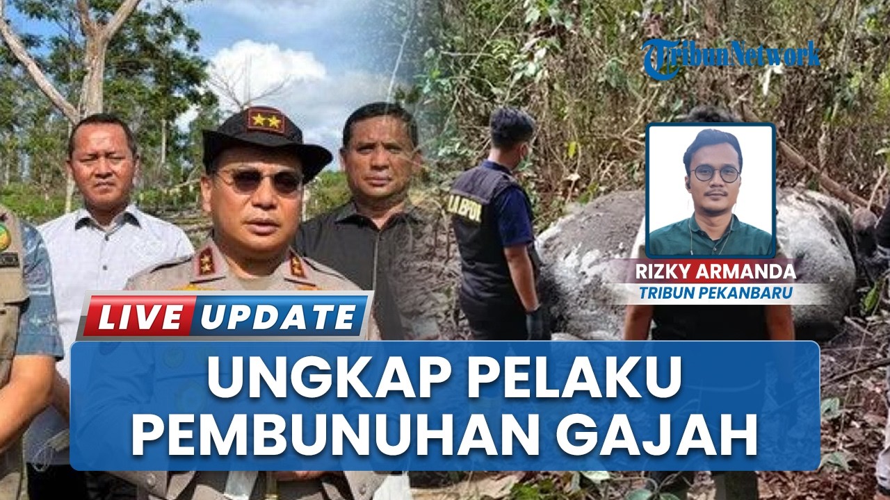 Pelaku Pembunuhan Gajah di Kabupaten Pelalawan Terungkap, Diduga Lakukan Penembakan