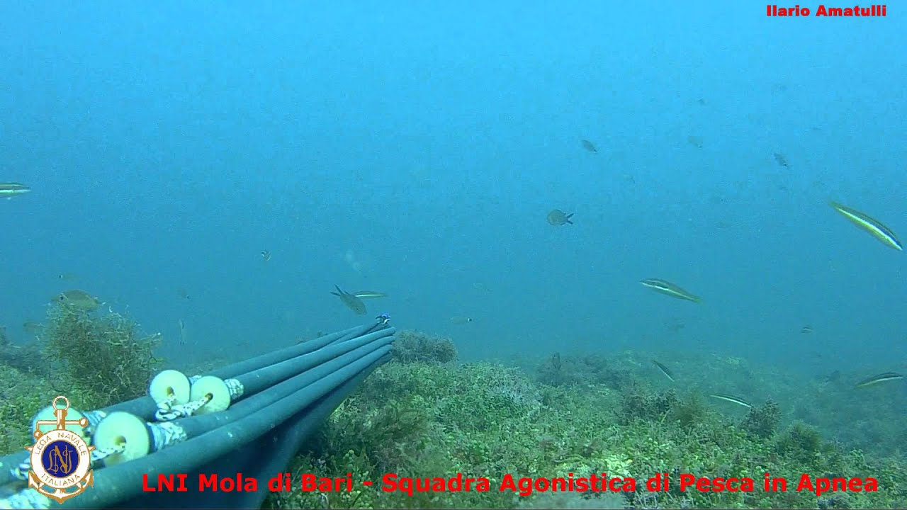 Spearfishing : Dentice tiro lungo con Seatec Geko Carbon Tornado 110