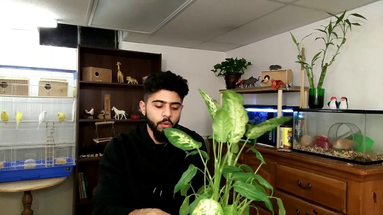 نبات اذن الفيل 🐘🌳 الملاك السام (الديفنباخيا) #منير_ليث