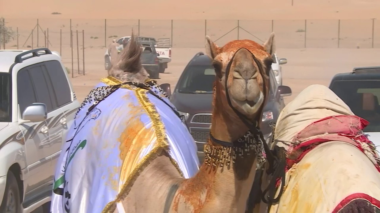 قناة الواحة تقدم مسيرة جمايل في سويحان2017 لمالكها الشيخ  سيف بن خميس الصقيعة البادي