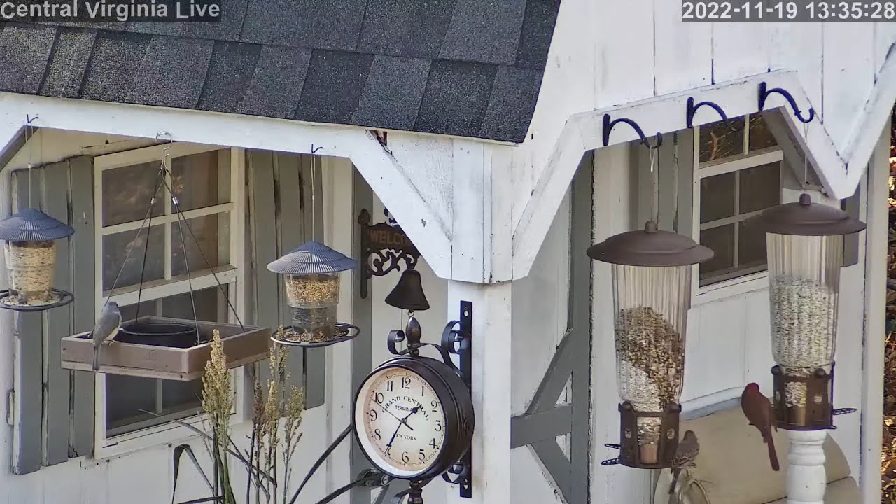 Central Virginia Live - Bird Cam