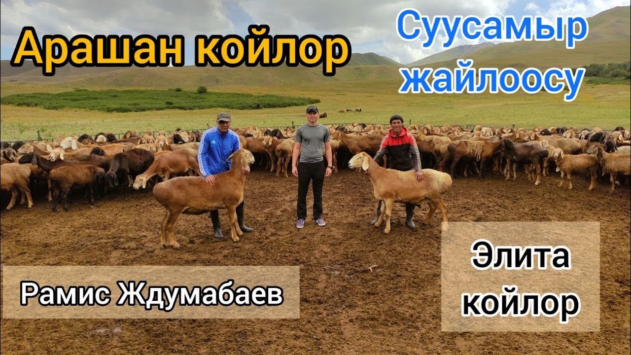 Рамис Джумабаев. Арашан койлор. Эң атактуу короо. Козулары сатыкта