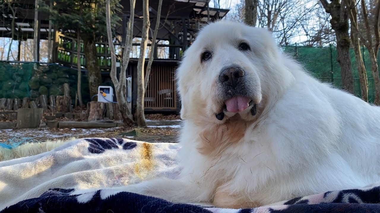 【ルンルンの裏庭】番犬とお昼寝をするルンルン【耐久30分】