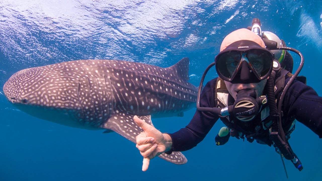 Whale Sharks Feeding On Krill Sabah Borneo