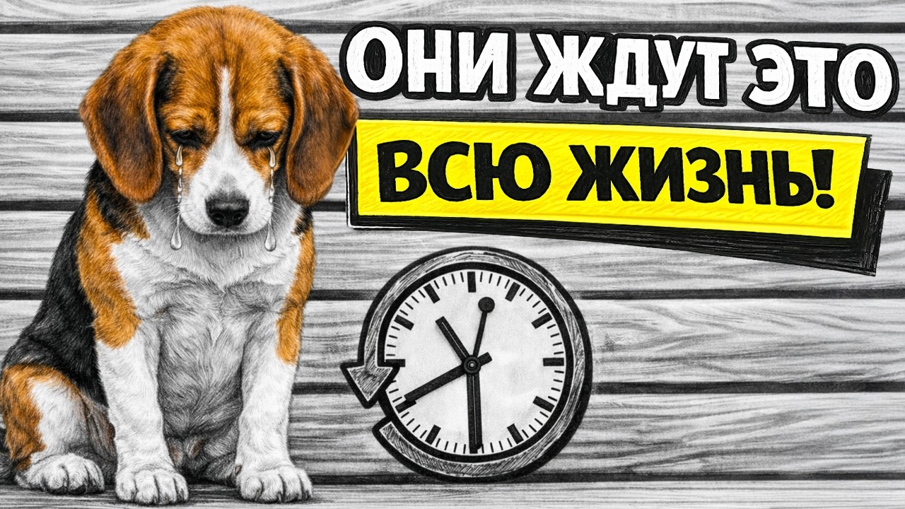 Твоя Собака Ждала ВСЮ ЖИЗНЬ, Когда Ты Наконец ЭТО СДЕЛАЕШЬ!