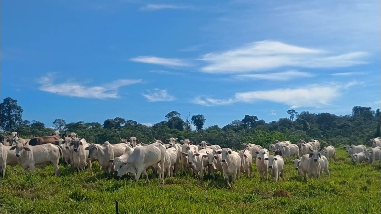 Propriedade dos sonhos à venda em Rondônia 
